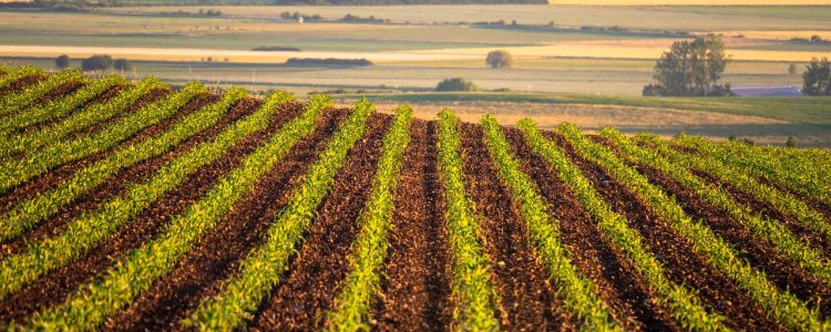 Funding for Sustainable Agriculture Initiatives